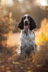 Adorable portrait of springer spaniel puppy