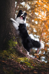 border collie dog portrait