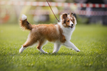 Sheltie on the dog show