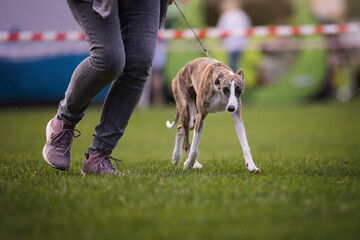 Whippet on the dog show