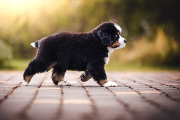 Bernese mountain dog puppy outdoors