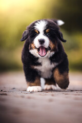Fototapeta premium Bernese mountain dog puppy outdoors
