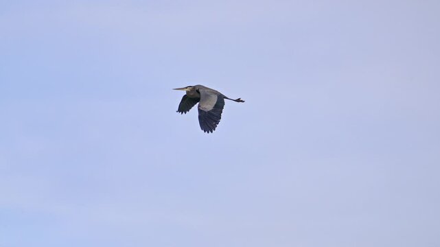 Great Blue Heron flying through the sky flapping its wings in slow motion.