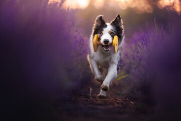 Border collie dogs in the lavender fields © WIQHA Photography