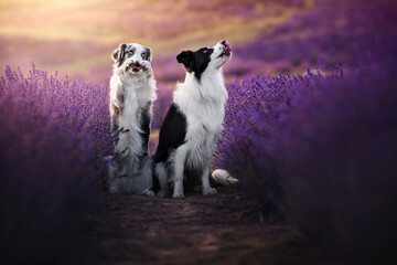Border collie dogs in the lavender fields © WIQHA Photography