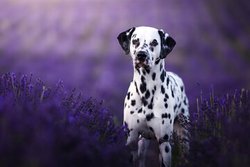 Dalmatian dog in the lavender fields