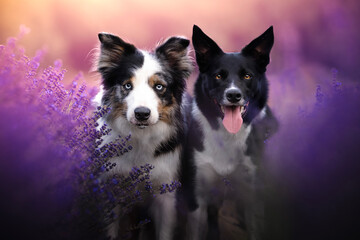 Border collie dogs in the lavender fields © WIQHA Photography