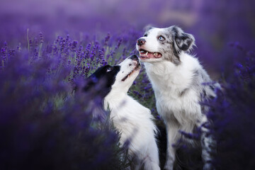 Border collie dogs in the lavender fields © WIQHA Photography