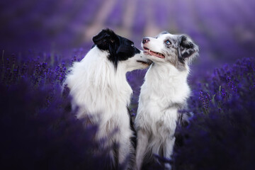 Border collie dogs in the lavender fields