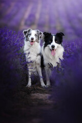 Border collie dogs in the lavender fields © WIQHA Photography