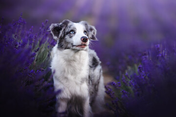 Border collie dogs in lavender fields © WIQHA Photography