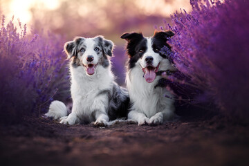Border collie dogs in lavender fields