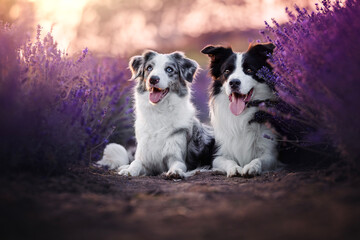 Fototapeta premium Border collie dogs in lavender fields