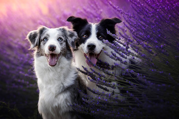 Border collie dogs in lavender fields