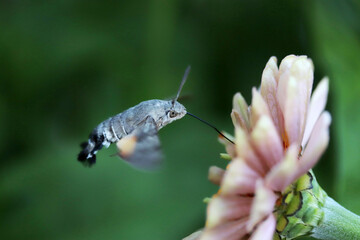 Hummingbird hawkmoth feeding in flight from flower