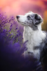Border collie dogs in lavender fields
