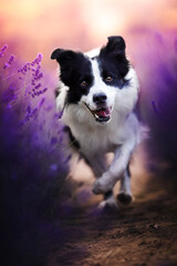 Border collie dogs in lavender fields