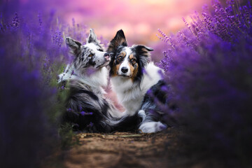 Border collie dogs in lavender fields