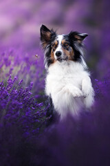 Border collie dogs in lavender fields