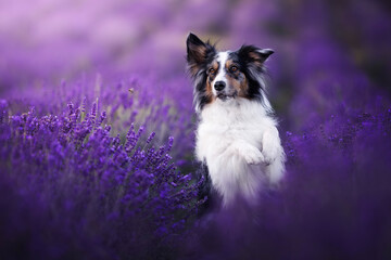 Border collie dogs in lavender fields