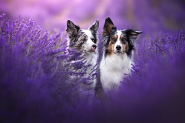 Border collie dogs in lavender fields