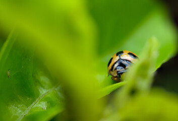 Ladybug (Coelophora inaequalis)