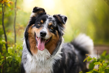 Australian shepherd dog in the meadow
