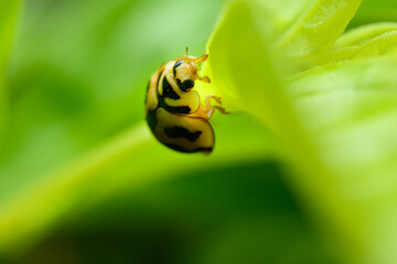 Ladybug (Coelophora inaequalis)