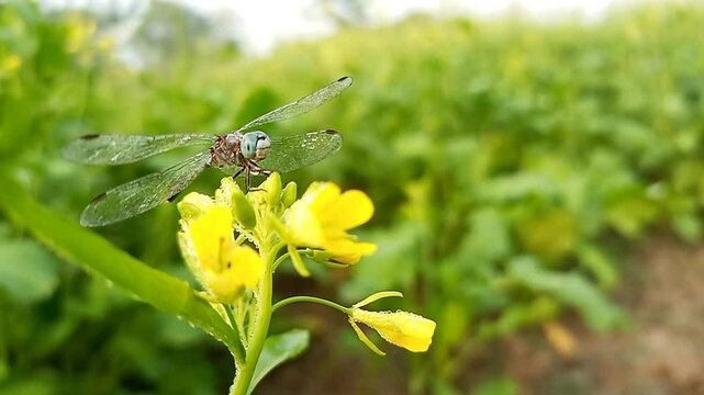 Dragonfly standing on dew point mustard flower