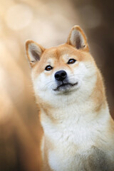 Shiba inu dog portrait