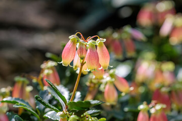 Close-up photo of pink Kalanchoe manginii flowers in bloom
