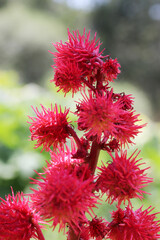 Red fruits of Ricinus communis, close-up. the castor bean, castor oil plant. seed capsules.