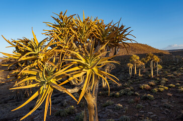 Quiver tree or kokerboom (Aloidendron dichotomum, prev. Aloe dichotoma). Gannabos, near...