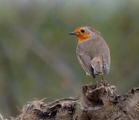 European Robin on Tree Stump
