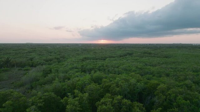 Forward moving aerial view over dense forest with sunset at horizon on overcast day in Mexico.