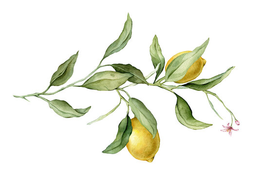 Lemon Fruit Branch with pink flower. Hand drawn watercolor illustration of yellow tropical citrus Food on white isolated background. Drawing of lemon tree with green leaves. Sketch of juicy for menu.