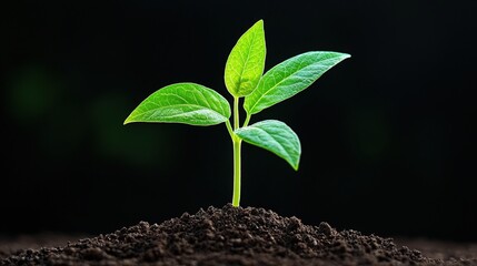A small green seedling growing in a bed of rich soil