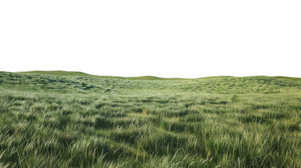 Obraz premium Green grass field blowing in the wind with transparent background