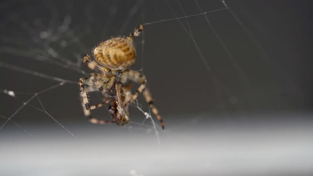 Close up on an amber colored spider wrapping up his prey in soft sticky silk web to liquefy it