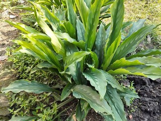 Obraz premium White turmeric plant in outdoor garden 