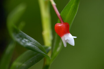 メディオカルカル・パラドクスム　ランの花