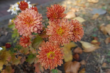 Bunch of pastel orange flowers of spoon Chrysanthemums in mid October