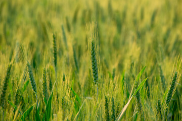 Beautiful landscape rural Indian green wheat farm and plants closeup of India. Farmland landscapes of village India. Agricultural landscape cereal plants.