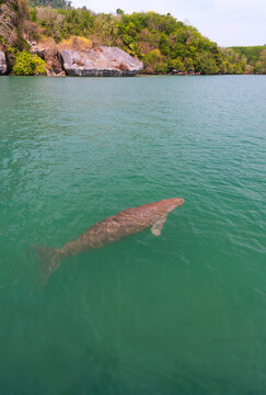 Endangered Thai Dugong swimming in tropical sea and breathe in crystal clear water. Sea cow looks up and take a breath on sea surface. Koh Libong, Trang, dugong is the symbol of Trang, Thailand.
