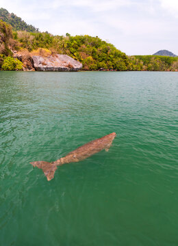 Endangered Thai Dugong swimming in tropical sea and breathe in crystal clear water. Sea cow looks up and take a breath on sea surface. Koh Libong, Trang, dugong is the symbol of Trang, Thailand.