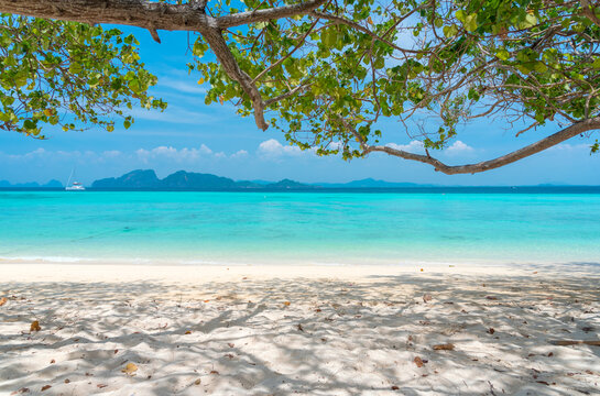 Beautiful white sand beach and seagrape tree with ocean background summer concept. Koh Kradan Island, Thailand. Summer outdoor nature holiday serenity concept. 
