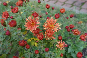 Not fully opened orange flowers and buds of spoon Chrysanthemums in mid October