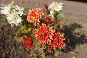 Reddish orange flowers and buds of spoon Chrysanthemums in mid October