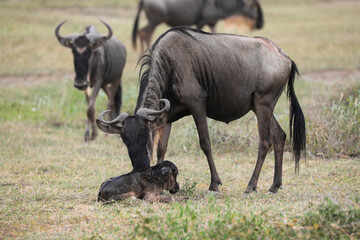 Fototapeta premium a newly born wildebeest calf is struggling to stand up with the aid of its mother, on the vast savannah of Serengeti, Tanzania