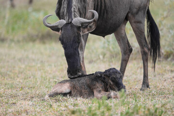 a newly born wildebeest calf is struggling to stand up with the aid of its mother, on the vast savannah of Serengeti, Tanzania
